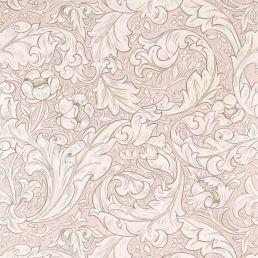 Pure Bachelors Button Wallpaper Faded Sea Pink