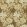 Chrysanthemum Wallpaper Bullrush
