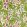Leicester Wallpaper Sour Green/Plum